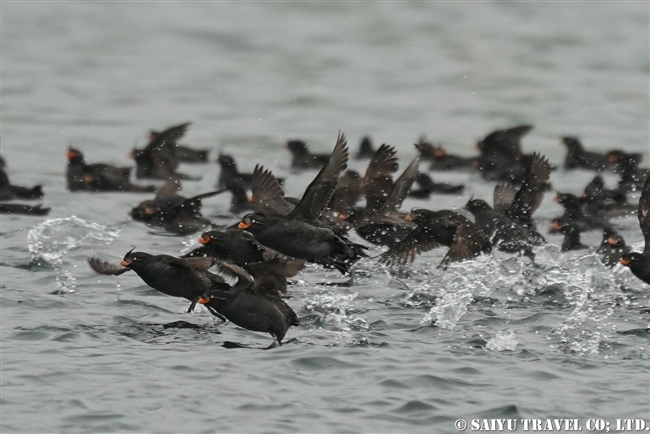 シラヒゲウミスズメ Whiskered Auklet 千島列島　ウシシル島　ヤンキチャ島　Ushishir Island Yankicha Island (20)