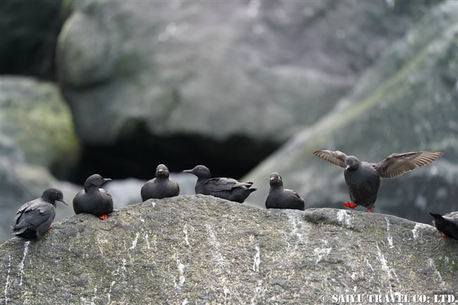 千島列島　エカルマ島　Ekarma ウミバト (12)