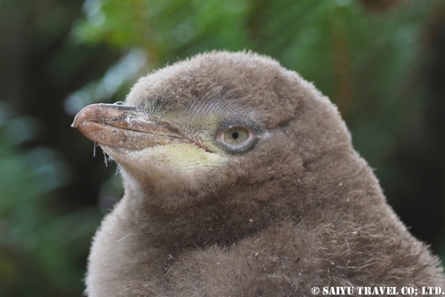 Yellow-eyed　Penguin キンメペンギンの雛 (1)