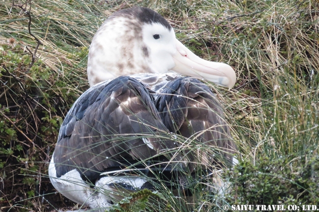 ミナミシロアホウドリ幼鳥　Southern Royal Albatross