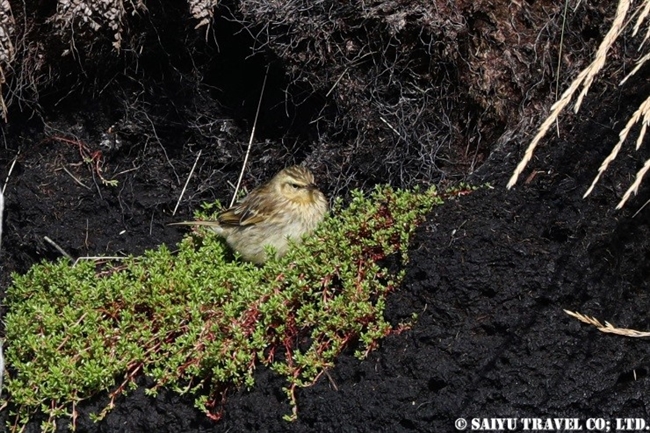 Campbell Island Pipit