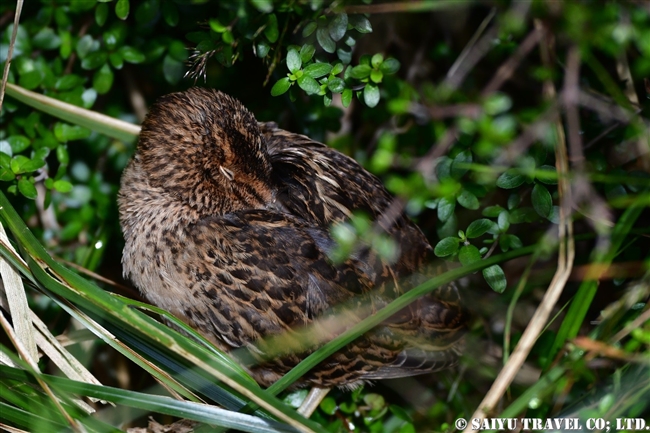 Campbell Island Snipe