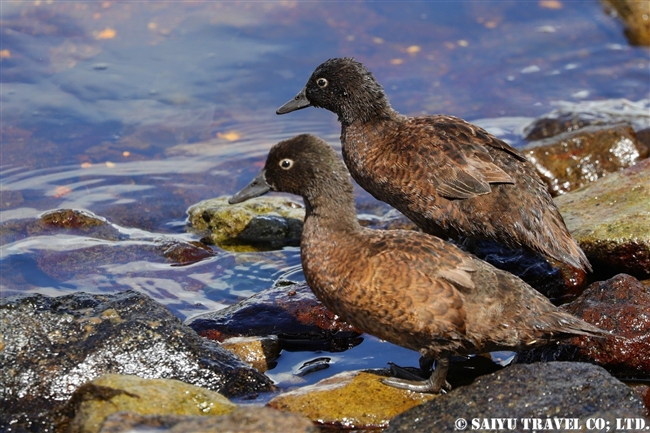 Campbell Island Teal