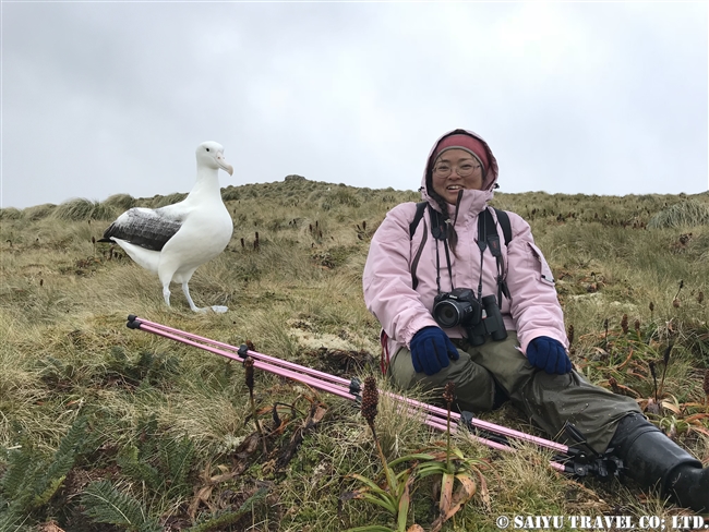 ミナミシロアホウドリ Southern Royal Albatross キャンベル島 Campbell Island (4)