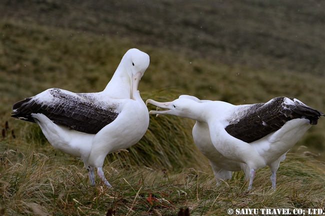 ミナミシロアホウドリ Southern Royal Albatross キャンベル島 Campbell Island (4)