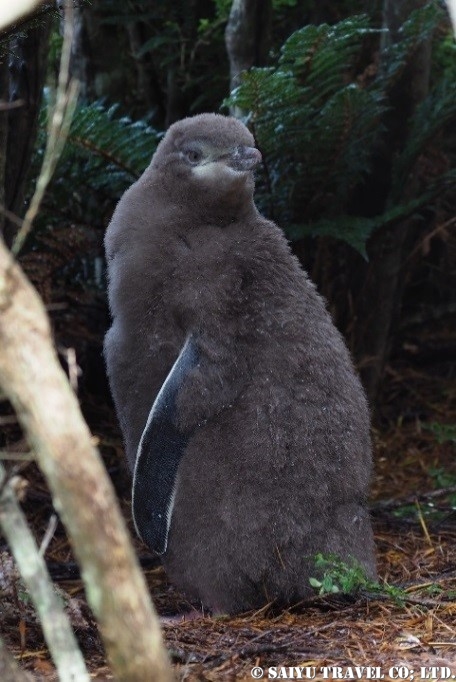 Yellow-eyed　Penguin キンメペンギンの雛 (2)