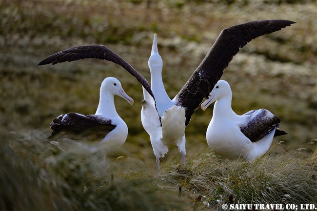 ミナミシロアホウドリ Southern Royal Albatross キャンベル島 Campbell Island (2)