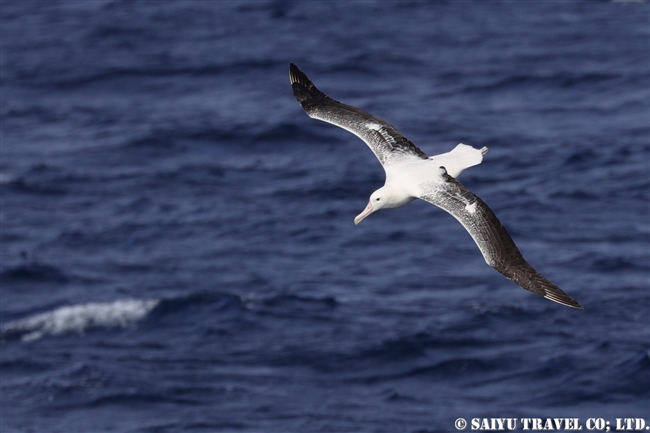 ミナミシロアホウドリ Southern Royal Albatross キャンベル島 Campbell Island (11)