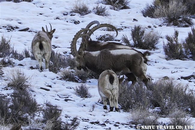 アイベックス　冬のクンジェラーブ国立公園 Winter Khunjerab National Park (9)