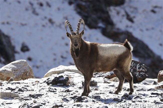 アイベックス　冬のクンジェラーブ国立公園 Winter Khunjerab National Park (7)