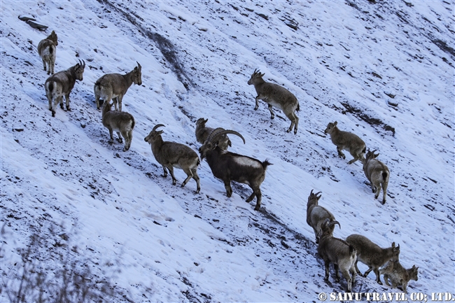 アイベックス　冬のクンジェラーブ国立公園 Winter Khunjerab National Park (8)