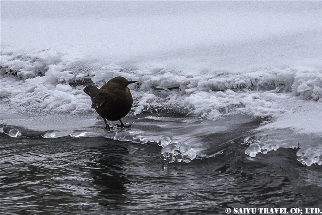 カサガラス　冬のクンジェラーブ国立公園 Winter Khunjerab National Park (13)