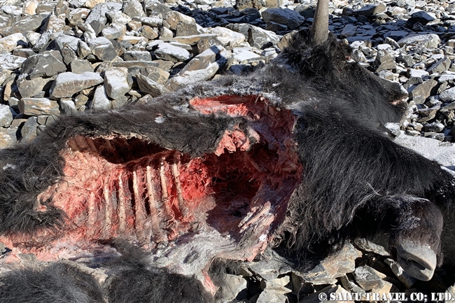 ユキヒョウに襲われたヤク　冬のクンジェラーブ国立公園 Winter Khunjerab National Park (21)