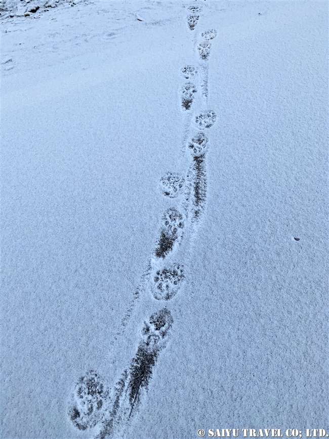 ユキヒョウの足跡　冬のクンジェラーブ国立公園 Winter Khunjerab National Park (20)