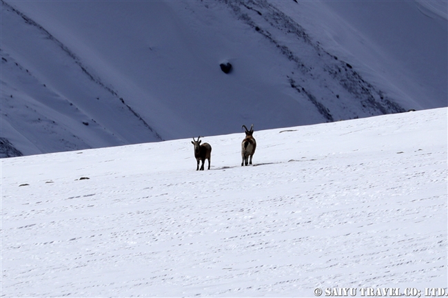 アイベックス　冬のクンジェラーブ国立公園 Winter Khunjerab National Park (10)