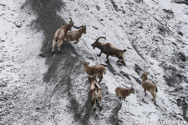 アイベックス　冬のクンジェラーブ国立公園 Winter Khunjerab National Park (12)