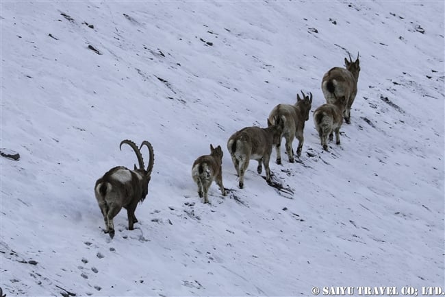 アイベックス　冬のクンジェラーブ国立公園 Winter Khunjerab National Park (16)