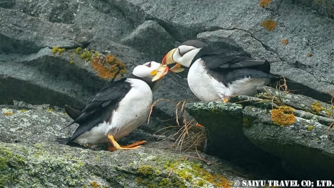 ツノメドリ Horned Puffin メイドニー島 Medny Island コマンドルスキー諸島　コマンダー諸島　Commander Islands (10)