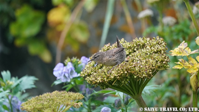 ミソサザイ Eurasian Wren Pacific Wren メイドニー島　コマンダルスキー諸島　プレオブラジェンスコエ　Medny Island Commander Islands Preobrazhenskoye (1)