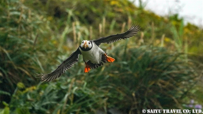 ツノメドリ Horned Puffin メイドニー島 Medny Island コマンドルスキー諸島　コマンダー諸島　Commander Islands (8)