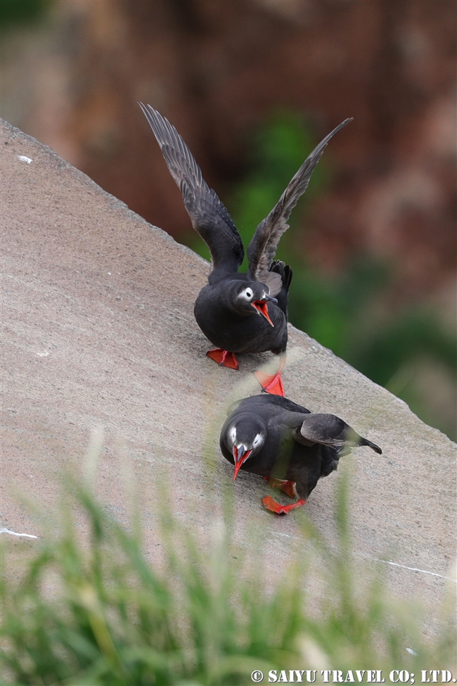 天売島　ケイマフリ　Spectacled Guillemot Teuri Island (5)