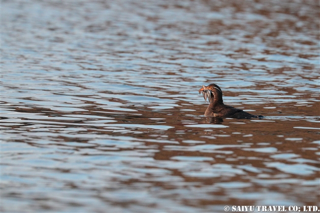 ウトウ　天売島ケイマフリ号Rhinoceros Auklet (4)