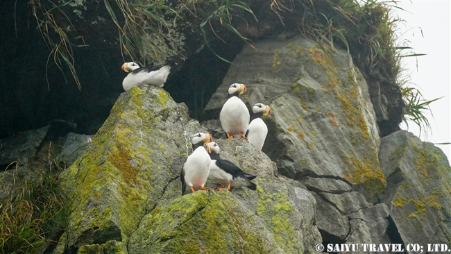 ツノメドリ Horned Puffin メイドニー島　コマンダルスキー諸島　プレオブラジェンスコエ　Medny Island Commander Islands Preobrazhenskoye (11)