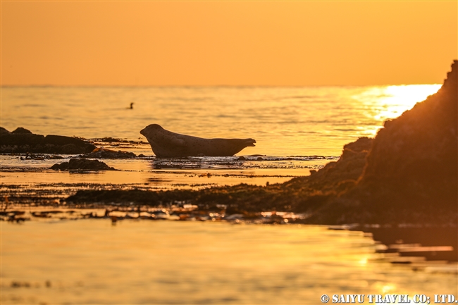 天売島　夕方のケイマフリ号 (1)