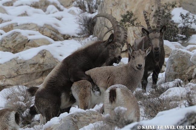 アイベックス　冬のカイバル村　北部パキスタン　Khyber village winter Northern Pakistan (5)