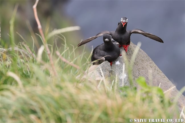 天売島　ケイマフリ　Spectacled Guillemot Teuri Island (7)