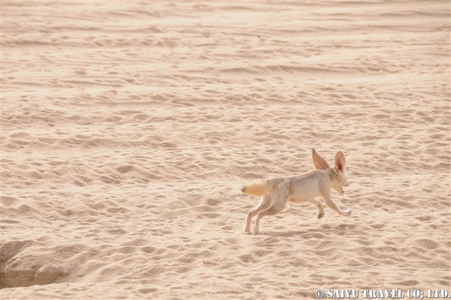 フェネック Fennec チャド　Tchad (4)