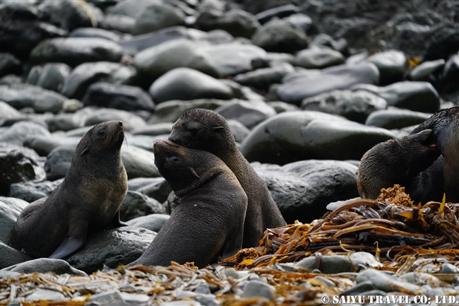キタオットセイ　Northern fur seal (8)　コマンダー諸島　コマンドルスキー諸島　メ-ドヌイ島 Commander Island Medny Island