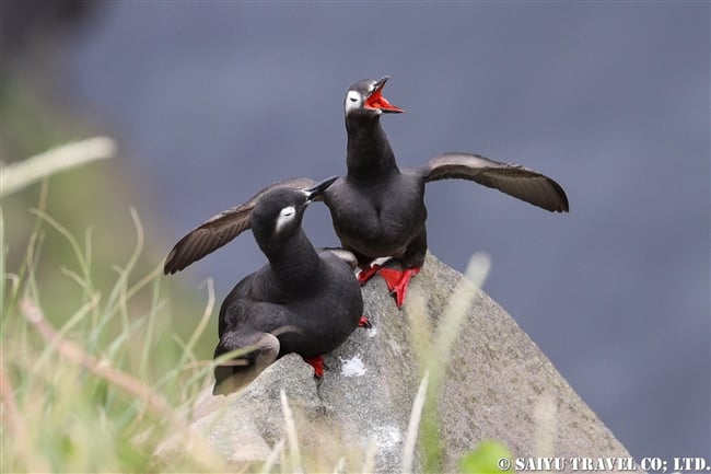 天売島　ケイマフリ　Spectacled Guillemot Teuri Island (8)