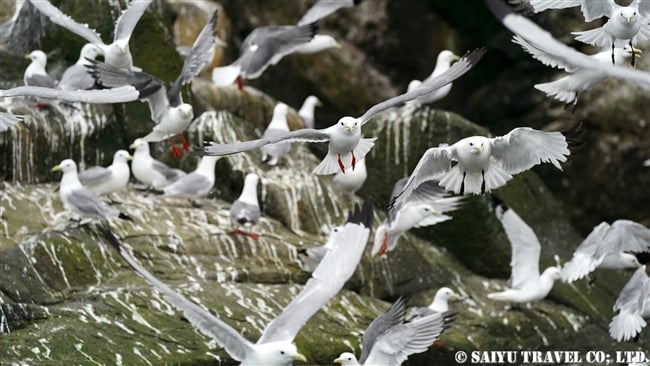 アカアシミツユビカモメ Red-legged Kittiwake ベーリング島　コマンダー諸島 Bering Island Commander Islands(6)