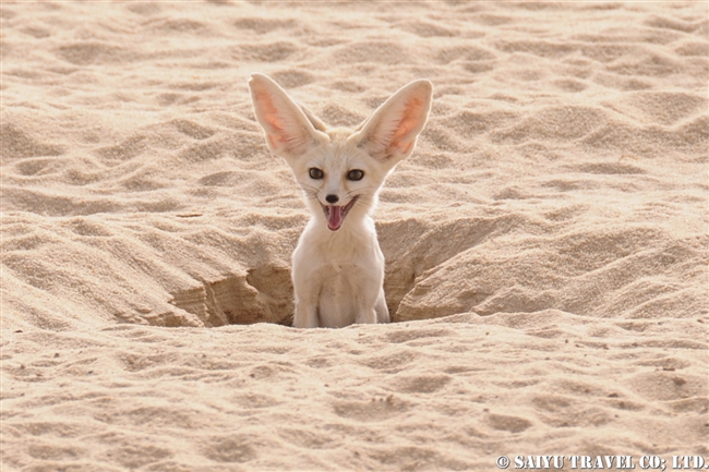 フェネック Fennec チャド　Tchad (6)