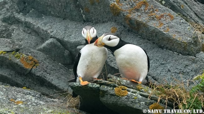 ツノメドリ Horned Puffin メイドニー島 Medny Island コマンドルスキー諸島　コマンダー諸島　Commander Islands (11)