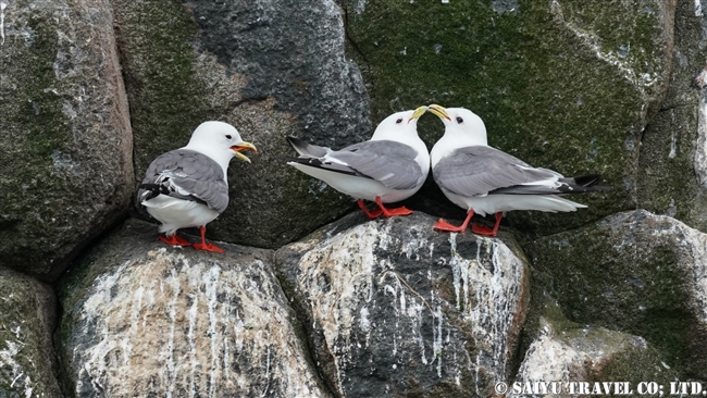 アカアシミツユビカモメ Red-legged Kittiwake ベーリング島　コマンダー諸島 Bering Island Commander Islands(7)