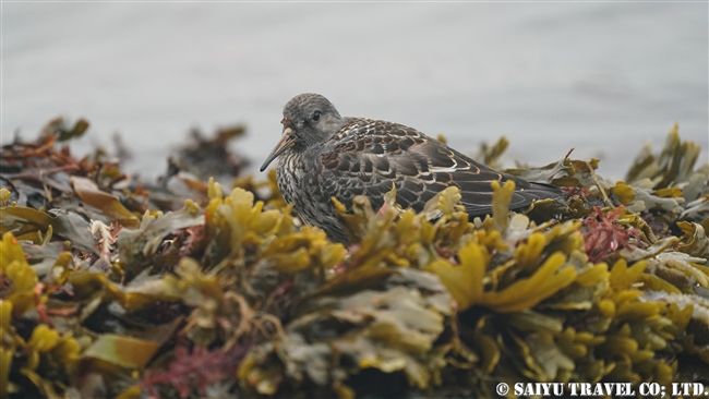 チシマシギ Rock Sandpiper メイドニー島　コマンダルスキー諸島　プレオブラジェンスコエ　Medny Island Commander Islands Preobrazhenskoye (7)