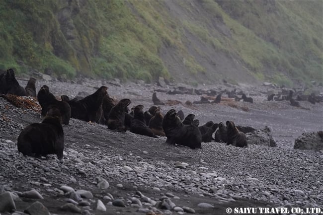 キタオットセイ　Northern fur seal (3)　コマンダー諸島　コマンドルスキー諸島　メ-ドヌイ島 Commander Island Medny Island