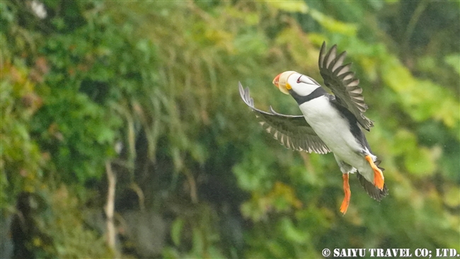 ツノメドリ Horned Puffin メイドニー島　コマンダルスキー諸島　プレオブラジェンスコエ　Medny Island Commander Islands Preobrazhenskoye (10)