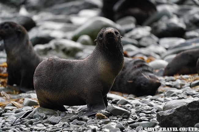 キタオットセイ　Northern fur seal (7)　コマンダー諸島　コマンドルスキー諸島　メ-ドヌイ島 Commander Island Medny Island