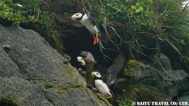 ツノメドリ Horned Puffin メイドニー島 Medny Island コマンドルスキー諸島　コマンダー諸島　Commander Islands (12)