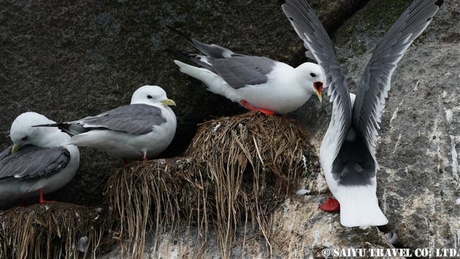 アカアシミツユビカモメ Red-legged Kittiwake ベーリング島　コマンダー諸島 Bering Island Commander Islands(2)