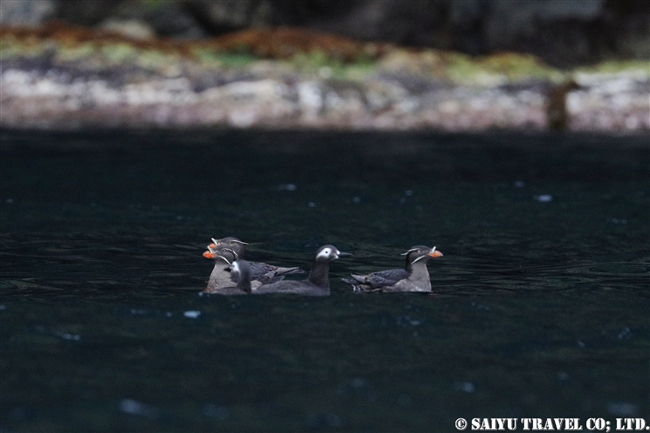 天売島　ケイマフリ　朝のケイマフリ号 Spectacled Guillemot (4)