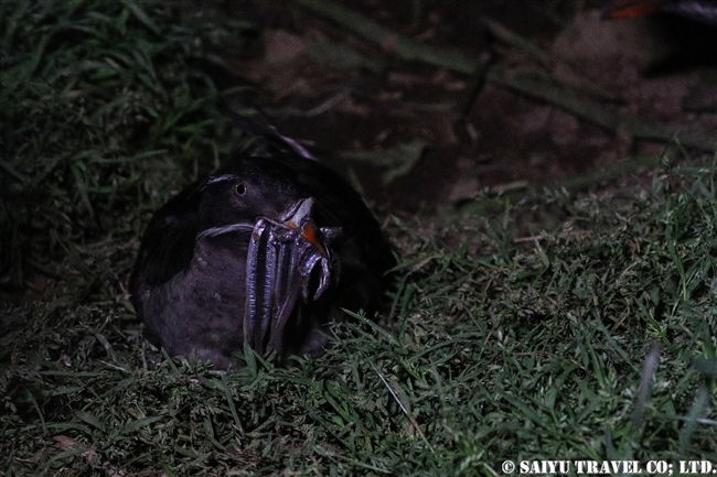 ウトウ　 Rhinoceros auklet　天売島 (10)