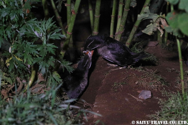 ウトウ　 Rhinoceros auklet　天売島 (6)