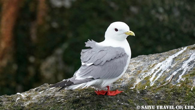 アカアシミツユビカモメ Red-legged Kittiwake ベーリング島　コマンダー諸島 Bering Island Commander Islands(3)