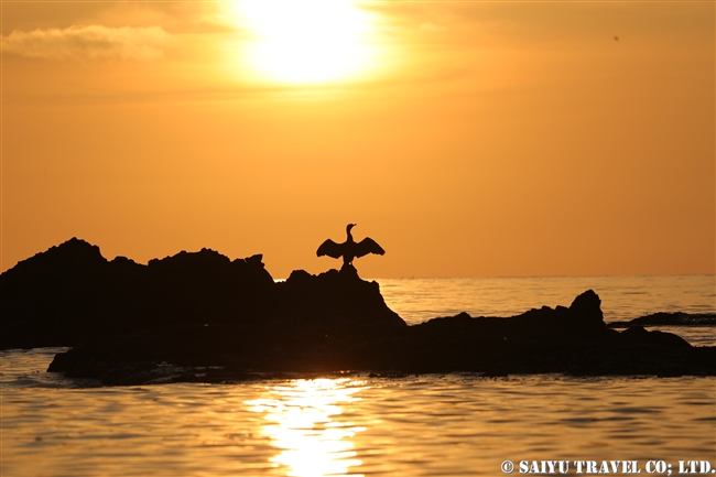 天売島　夕方のケイマフリ号 (2)