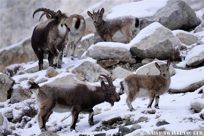 アイベックス　冬のカイバル村　北部パキスタン　Khyber village winter Northern Pakistan (2)