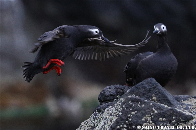 天売島　ケイマフリ　朝のケイマフリ号 Spectacled Guillemot (7)